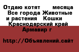 Отдаю котят. 1,5 месяца - Все города Животные и растения » Кошки   . Краснодарский край,Армавир г.